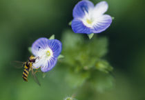 Bee pollinating a flower von Panoramic Images