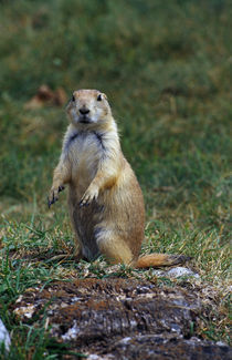 Prairie dog sitting up in grass, looking at camera, North Dakota, USA. by Panoramic Images