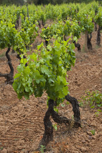 Vines in a vineyard, Jerzu, Ogliastra, Sardinia, Italy von Panoramic Images