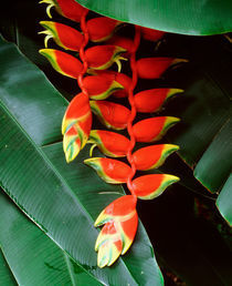 Dominica, Papillote Wilderness Retreat, Close-up of Heliconia by Panoramic Images