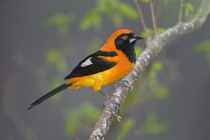 Orange-Backed troupial (Icterus croconotus) perching on a branch by Panoramic Images