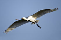 Low angle view of a Eurasian spoonbill (Platalea leucorodia) flying von Panoramic Images