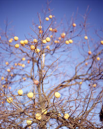 Low angle view of a ripe persimmon tree in December by Panoramic Images