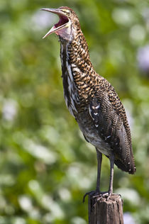 Rufescent Tiger heron (Tigrisoma lineatum) calling by Panoramic Images