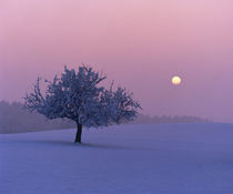 Foggy winter scene with tree and moon by Panoramic Images