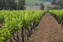 Vines in a vineyard, Jerzu, Ogliastra, Sardinia, Italy by Panoramic Images
