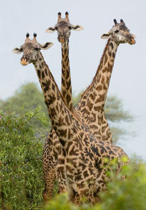 Three Masai giraffe standing in a forest by Panoramic Images
