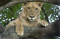 Close-up of a lion, Lake Manyara, Arusha Region, Tanzania (Panthera leo) von Panoramic Images