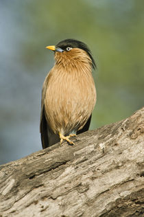 Close-up of a Brahminy Starling (Sturnia pagodarum) perching on a tree by Panoramic Images