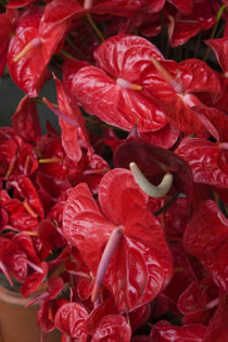 Close-up of Flamingo flowers (Anthurium andraeanum) in a flower market by Panoramic Images