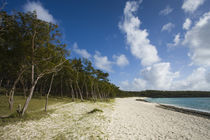 Trees on the beach, Anse Ally Beach, Anse Ally, Rodrigues Island, Mauritius by Panoramic Images