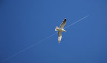 Herring Gull and Passing Jetstream by Panoramic Images