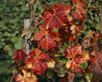 Close-up of vine leaves von Panoramic Images