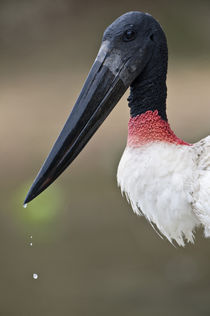 Close-up of a Jabiru stork (Jabiru mycteria) by Panoramic Images