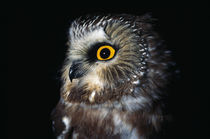 Saw-Whet Owl von Panoramic Images