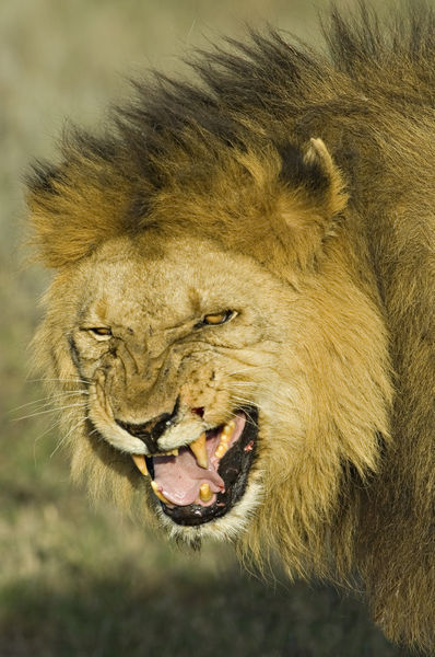 Close Up Of A Lion Snarling Picture Art Prints And Posters By