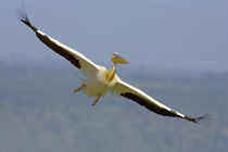 African great white pelican by Panoramic Images