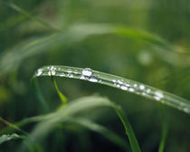 Close-up of dew drops on a blade of grass, San Francisco, California, USA by Panoramic Images