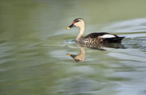 Spot-Billed duck (Anas poecilorhyncha) swimming in a lake by Panoramic Images