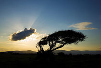 Windswept Tree and Comeragh Mountains, County Waterford, Ireland by Panoramic Images