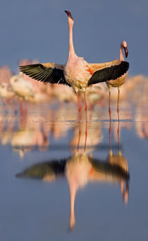 Lesser flamingo wading in water, Lake Nakuru, Kenya (Phoenicopterus minor) by Panoramic Images