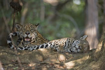 Jaguars (Panthera onca) resting in a forest von Panoramic Images