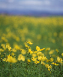 Yellow flowers in a field by Panoramic Images