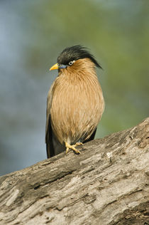 Close-up of a Brahminy Starling (Sturnia pagodarum) perching on a tree von Panoramic Images