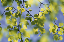 Close-up of leaves by Panoramic Images