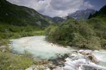 River flowing through a forest von Panoramic Images
