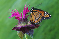 Viceroy butterfly (Limenitis archippus) on bee balm flower blossom von Panoramic Images