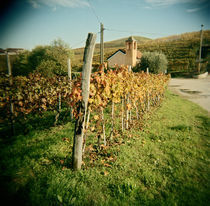 Vineyard with a chapel in the background, Barbaresco, Piedmont Region, Italy by Panoramic Images