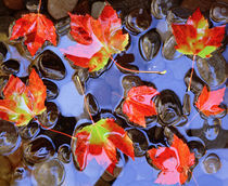 Close-up of maple leaves in the water von Panoramic Images