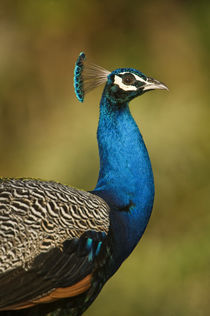 Close-up of a peacock by Panoramic Images
