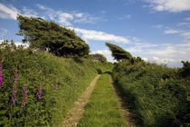 Boreen near Ballyvooney, Copper Coast , County Waterford, Ireland von Panoramic Images