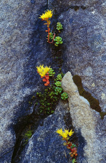Wild stonecrop flowers or sedum blooming in rock crevice by Panoramic Images