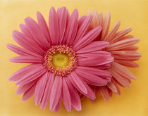 Close up of two pink zinnias on yellow gold background von Panoramic Images