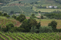 Vines in a vineyard, Jerzu, Ogliastra, Sardinia, Italy by Panoramic Images