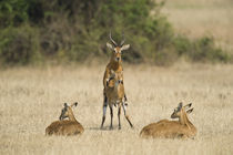 Ugandan kobs (Kobus kob thomasi) mating behavior sequence von Panoramic Images