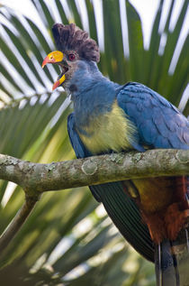 Close-up of a Great Blue turaco (Corythaeola cristata) calling von Panoramic Images