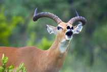 Close-up of an impala (Aepyceros melampus) by Panoramic Images
