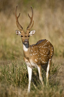 Spotted deer (Axis axis) in a forest von Panoramic Images