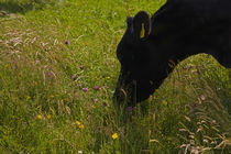 Friesian Cattle Grazing in Wild Flower Meadow von Panoramic Images