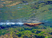 Galapagos sea lion (Zalophus wollebaeki) swimming underwater von Panoramic Images