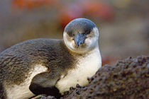 Close-up of a Galapagos penguin (Spheniscus mendiculus) von Panoramic Images