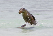 Galapagos sea lion (Zalophus wollebaeki) splashing water von Panoramic Images