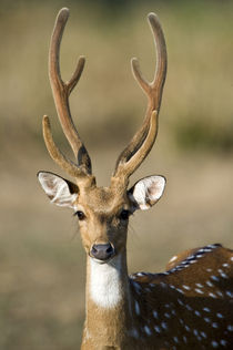 Close-up of a Spotted deer (Axis axis) by Panoramic Images