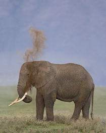 Side profile of an African elephant standing in a field by Panoramic Images