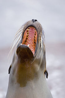 Close-up of a Galapagos sea lion (Zalophus wollebaeki) calling by Panoramic Images