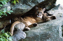 Female cougar lying under rock overhang with cubs, Minnesota, USA. by Panoramic Images